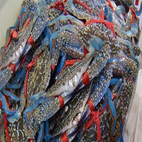 德阳海鲜活体空运